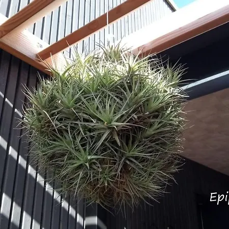Epiphytes et succulentes-3